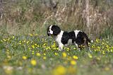 CAVALIER KING CHARLES 616